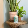 CANDELA GIARA GRANDE SIGNATURE ALOE&AGAVE